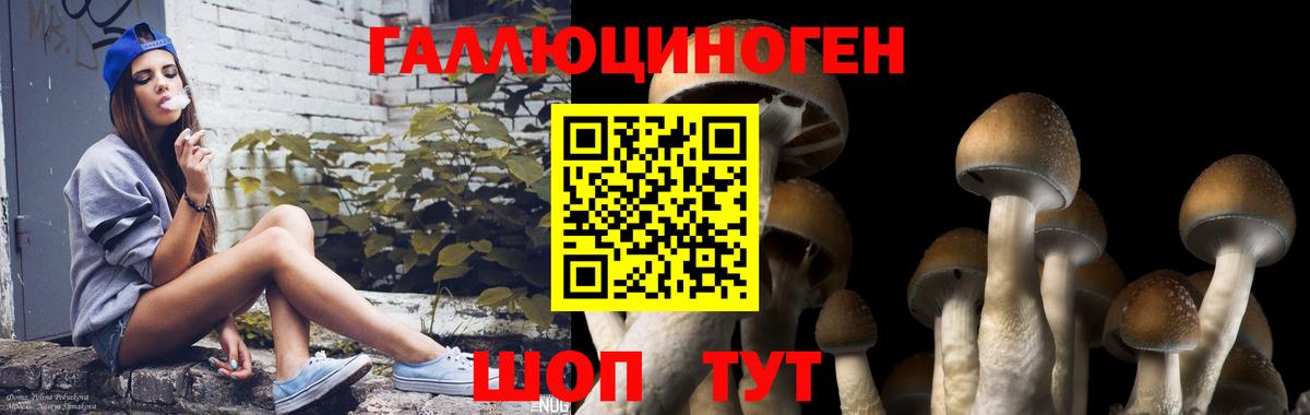 Галлюциногенные грибы GOLDEN TEACHER  Вход с VPN  Елизово  Галлюциногенные грибы Psilocybine cubensis 